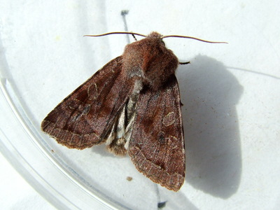 Clouded Drab